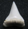 /products/enchodus-libycus-zub-tygri-ryby/